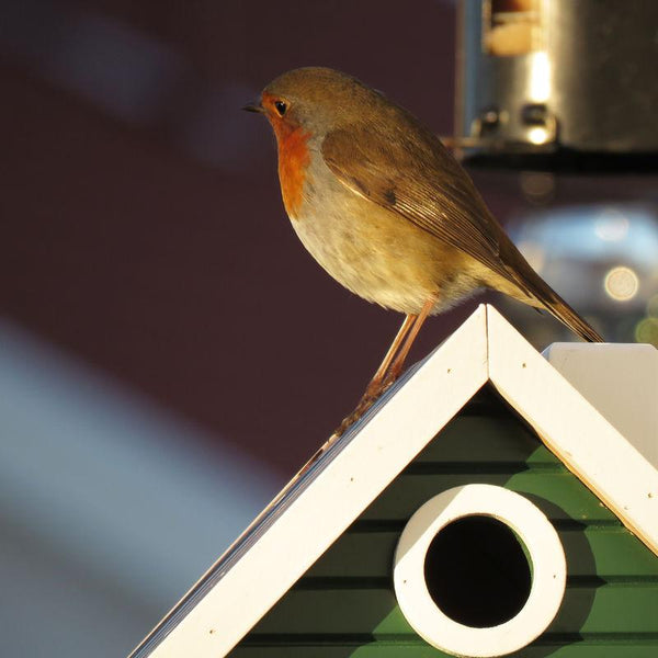Wildlife Garden - Multiholk Green Cottage