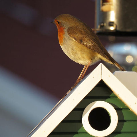 Wildlife Garden - Multiholk Green Cottage