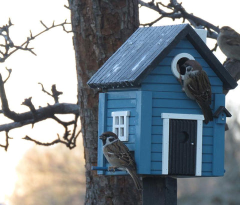 Wildlife Garden - Multiholk Blue Cottage